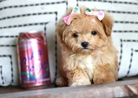 Patootie, a female Maltipoo for sale in Ruston, LA – 5 of 10
