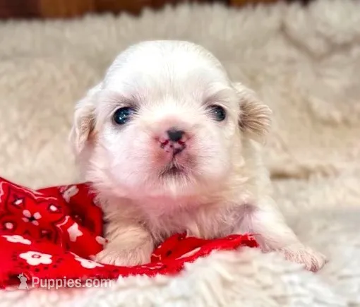 Lionel – Shih Tzu puppy for sale in Ruston, LA