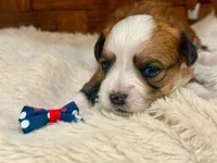 Sasha, a female Havanese for sale in Ruston, LA – 1 of 3