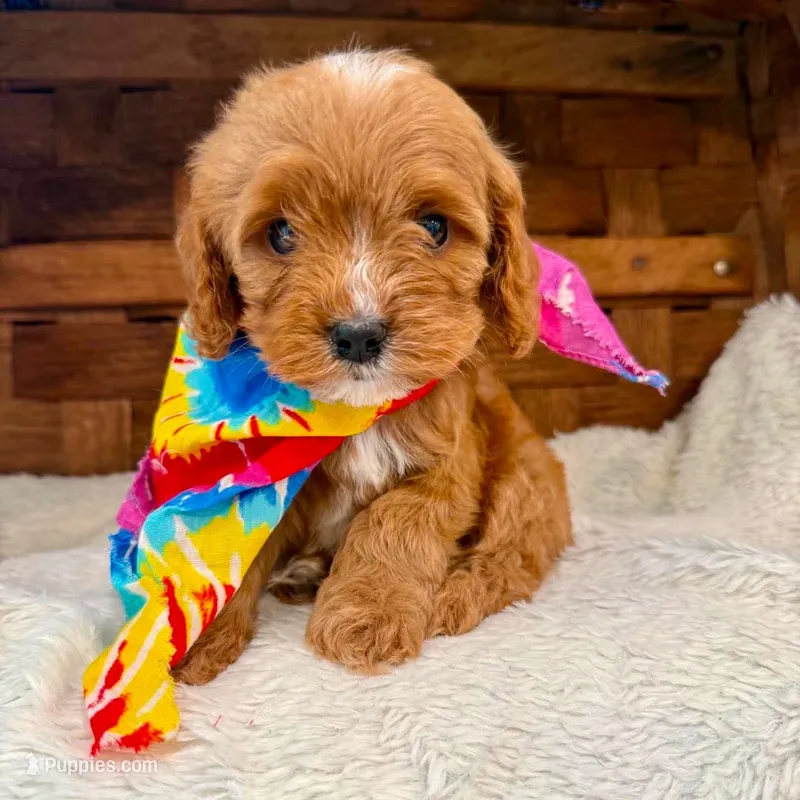 Paxton – Cavapoo puppy for sale in Ruston, LA