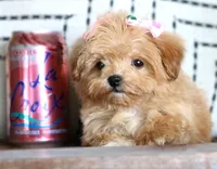 Patootie, a female Maltipoo for sale in Ruston, LA – 8 of 10