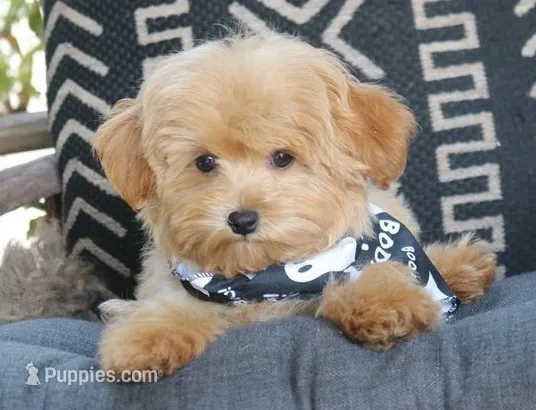 Boo  – Maltipoo puppy for sale in Ruston, LA