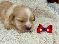 Madison, a female Cavachon for sale in Ruston, LA – 2 of 2