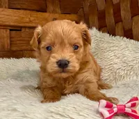 Binkley, a female Maltipoo for sale in Ruston, LA – 1 of 1