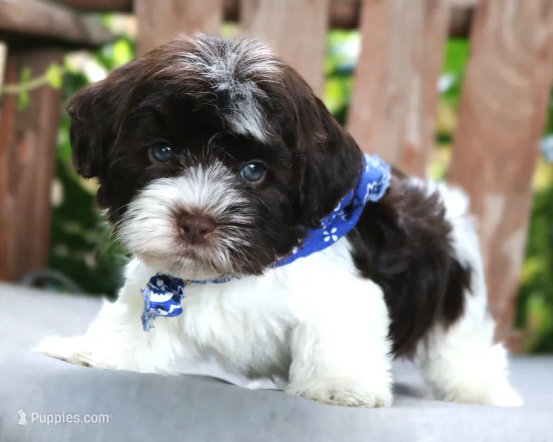 Hershey – Havanese puppy for sale in Ruston, LA
