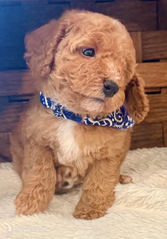Ryker – Cavapoo puppy for sale in Ruston, LA