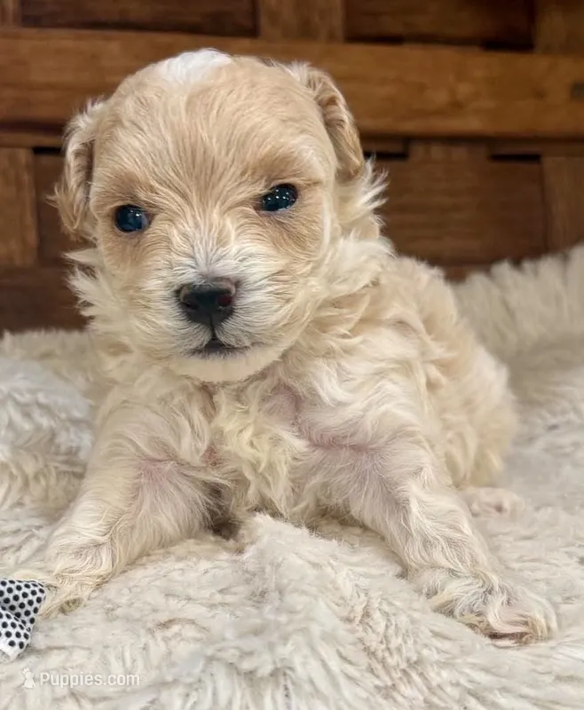 Juno – Maltipoo puppy for sale in Ruston, LA