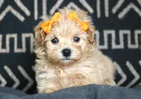 Roxy, a female Maltipoo for sale in Ruston, LA – 4 of 6