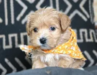 Roscoe, a male Maltipoo for sale in Ruston, LA – 2 of 3