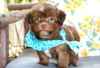 Alex, a male Havanese for sale in Ruston, LA – 2 of 2