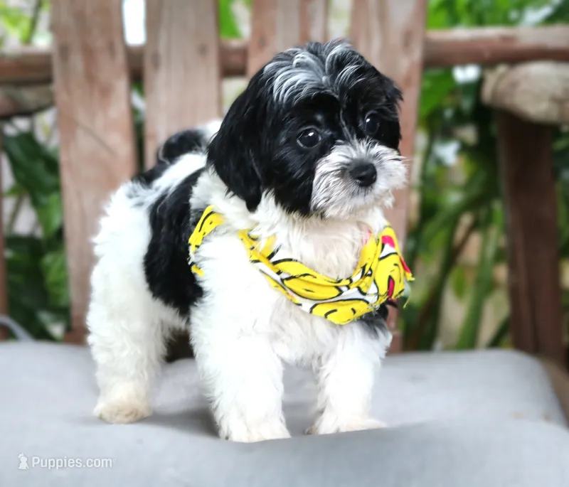 Ozzy – Maltipoo puppy for sale in Ruston, LA