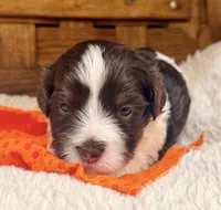 Cadbury, a male Havanese for sale in Ruston, LA – 2 of 2