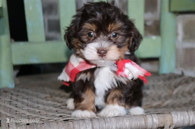 Tadpole, a male Havanese for sale in Ruston, LA – 1 of 3
