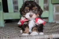 Tadpole, a male Havanese for sale in Ruston, LA – 1 of 3