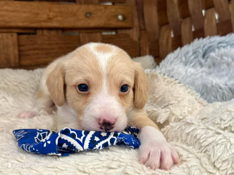 Jagger Flame – Italian Greyhound, Poodle - Miniature  puppy for sale in Ruston, LA