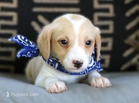 Jagger Flame – Italian Greyhound, Poodle - Miniature  puppy for sale in Ruston, LA