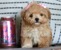 Patootie, a female Maltipoo for sale in Ruston, LA – 4 of 10