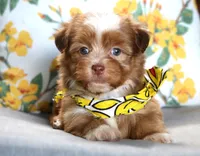 Andrew, a male Havanese for sale in Ruston, LA – 3 of 3