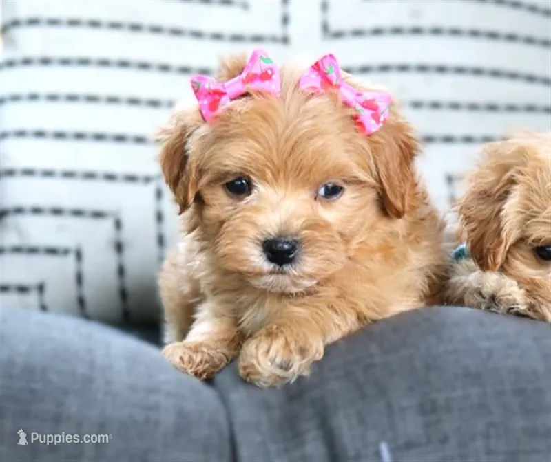 Gracie (RUNT OF THE LITTER) – Maltipoo puppy for sale in Ruston, LA