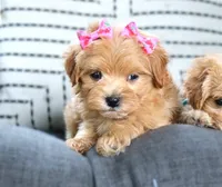 Gracie (RUNT OF THE LITTER), a female Maltipoo for sale in Ruston, LA – 1 of 1