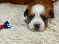Sasha, a female Havanese for sale in Ruston, LA – 3 of 3