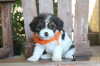 Jiggy, a male Cavalier King Charles Spaniel and Havanese for sale in Ruston, LA – 2 of 2