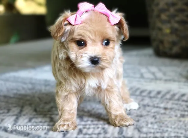 Jess – Maltipoo puppy for sale in Ruston, LA
