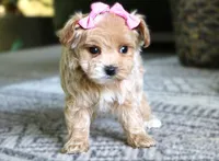 Jess, a female Maltipoo for sale in Ruston, LA – 1 of 1