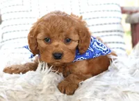 Parker, a male Cavapoo for sale in Ruston, LA – Photo 2 of 4