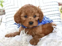 Parker, a male Cavapoo for sale in Ruston, LA – Photo 4 of 4