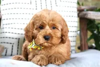 Parker, a male Cavapoo for sale in Ruston, LA – Photo 4 of 4