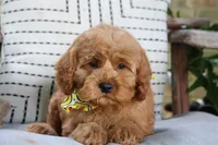 Parker, a male Cavapoo for sale in Ruston, LA – Photo 3 of 4