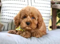 Parker, a male Cavapoo for sale in Ruston, LA – Photo 1 of 4