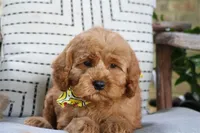 Parker, a male Cavapoo for sale in Ruston, LA – Photo 2 of 4