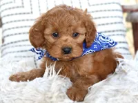 Parker, a male Cavapoo for sale in Ruston, LA – Photo 3 of 4