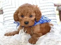 Parker, a male Cavapoo for sale in Ruston, LA – Photo 1 of 4