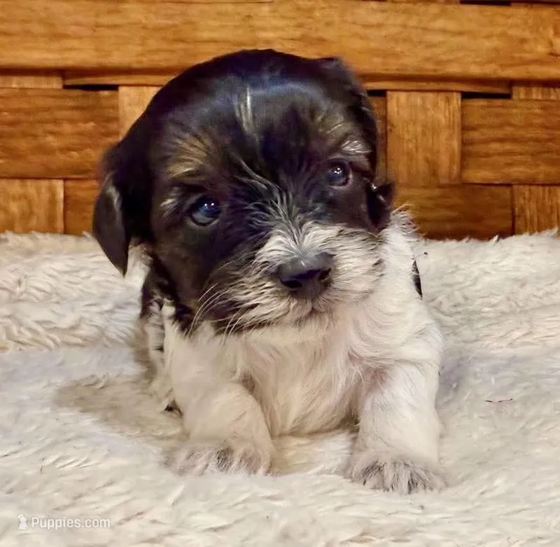 Olive – Maltipoo puppy for sale in Ruston, LA