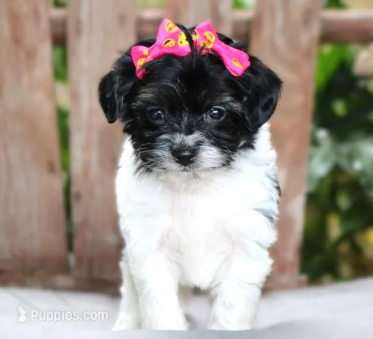 Olive – Maltipoo puppy for sale in Ruston, LA