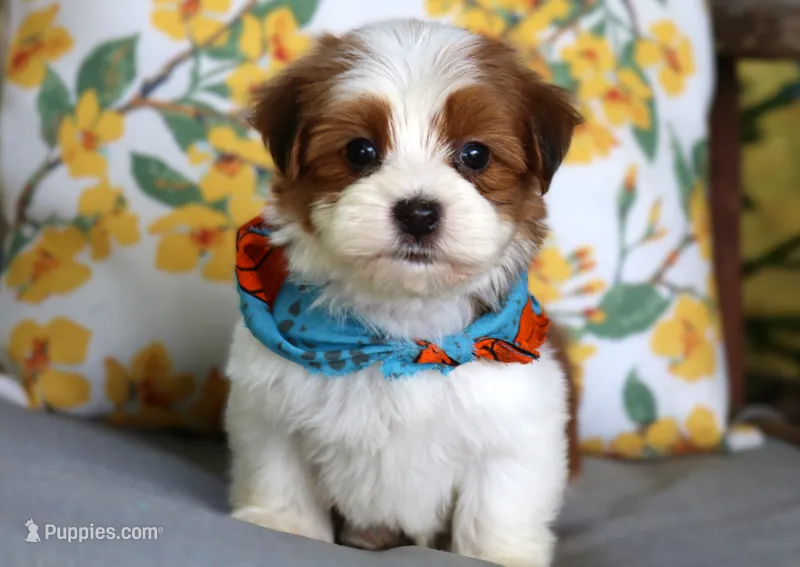 Theo – Havanese puppy for sale in Ruston, LA