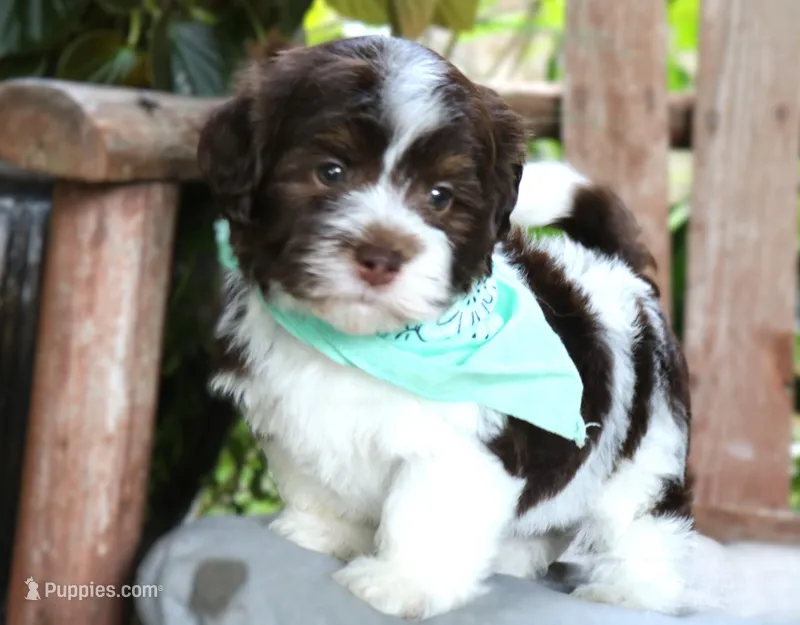 Cadbury – Havanese puppy for sale in Ruston, LA