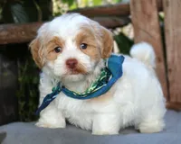 Mocha, a male Havanese for sale in Ruston, LA – 2 of 2