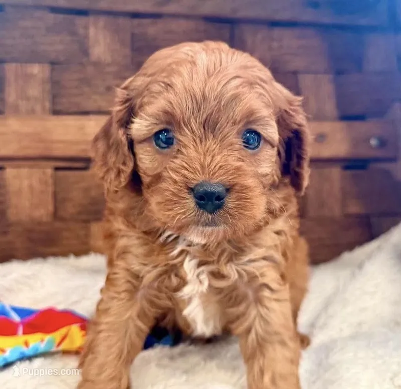 Detroit – Cavapoo puppy for sale in Ruston, LA
