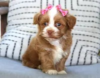 Daisy, a female Havanese for sale in Ruston, LA – 2 of 3