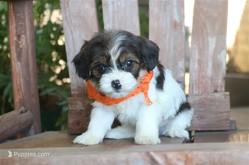 Jiggy – Cavalier King Charles Spaniel, Havanese puppy for sale in Ruston, LA