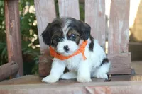 Jiggy, a male Cavalier King Charles Spaniel and Havanese for sale in Ruston, LA – 1 of 2