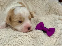 Margot, a female Cavachon for sale in Ruston, LA – 2 of 2