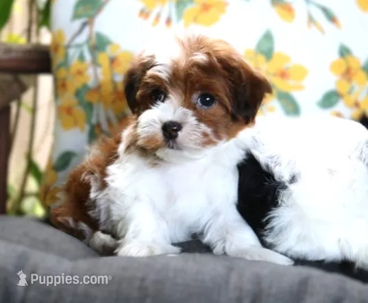 Reba McIntire – Havanese puppy for sale in Ruston, LA