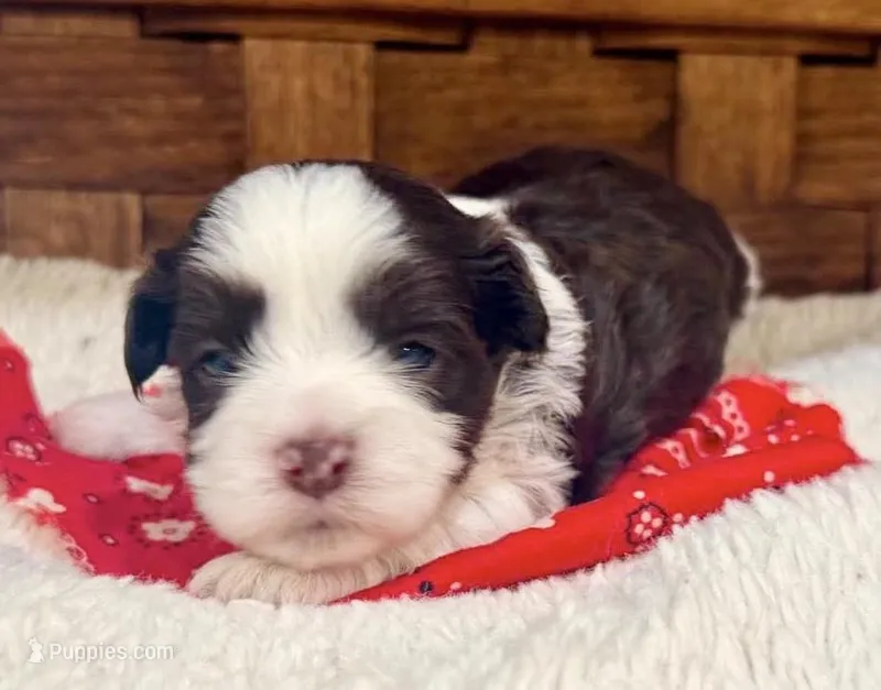 Snickers – Havanese puppy for sale in Ruston, LA
