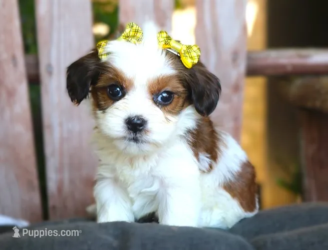 Jasmine – Cavalier King Charles Spaniel, Havanese puppy for sale in Ruston, LA