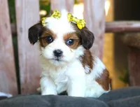 Jasmine, a female Cavalier King Charles Spaniel and Havanese for sale in Ruston, LA – 1 of 3